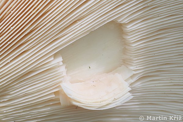Lupeny oddliteln od klobouku (bloechratka obrovsk - Leucopaxillus giganteus)
