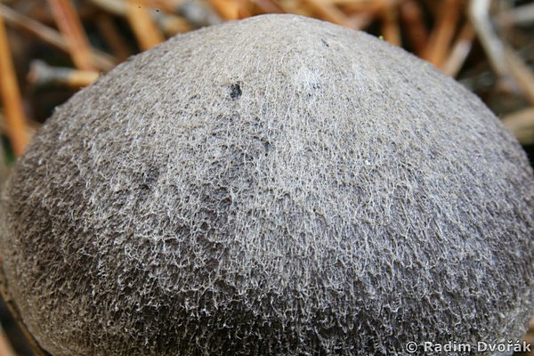 Klobouk plstnat (irvka zemn - Tricholoma terreum)