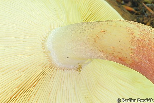 Lupeny zoubkem pipojen (afrnka ervenolut - Tricholomopsis rutilans)