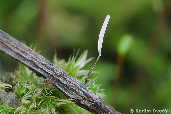 paluka ervenonoh - Typhula erythropus