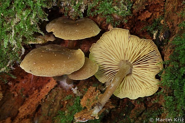 penzovka troudn - Callistosporium pinicola