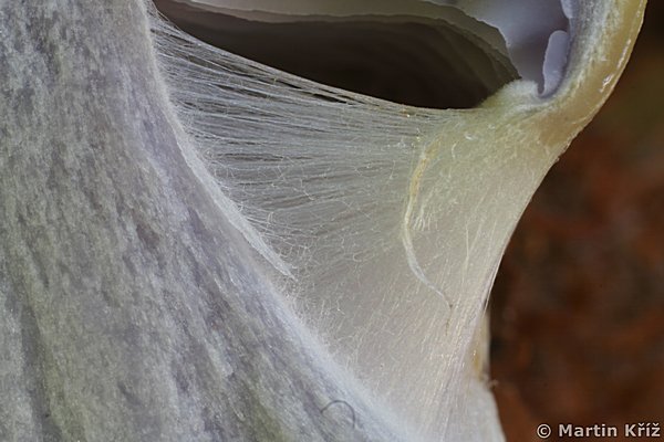 Pavučinka (pavučinec voňavý [či mirabelkový] - Cortinarius anserinus)