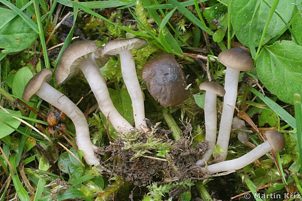 irveka klnolupenn - Dermoloma cuneifolium