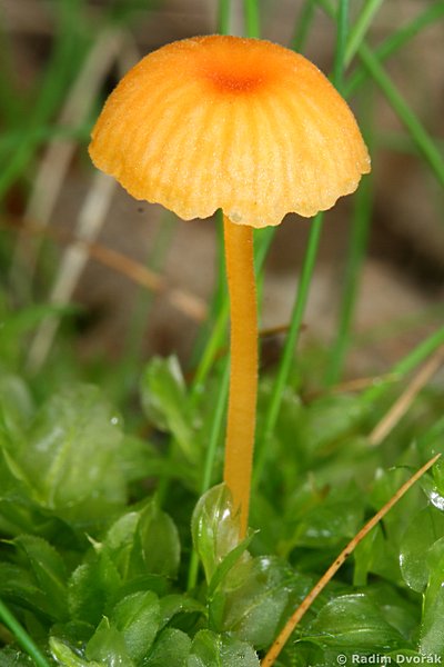 kalichovka oranov - Rickenella fibula