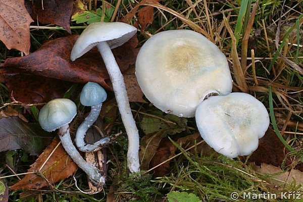 lmcovka modr - Stropharia caerulea